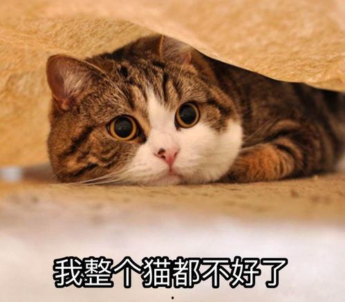 娱乐吃瓜酱猫妈,揭秘娱乐圈背后的温馨故事